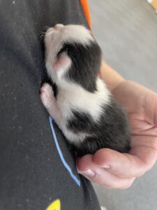 the amazing journey of the kitten found in a Kingsbury Pallets delivery