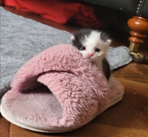 Meet Moby our Pallet Kitten. being well cared for in their new home