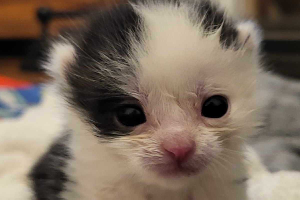 The tale of Moby the kitten who travelled to Kingsbury Pallets on their pallet van